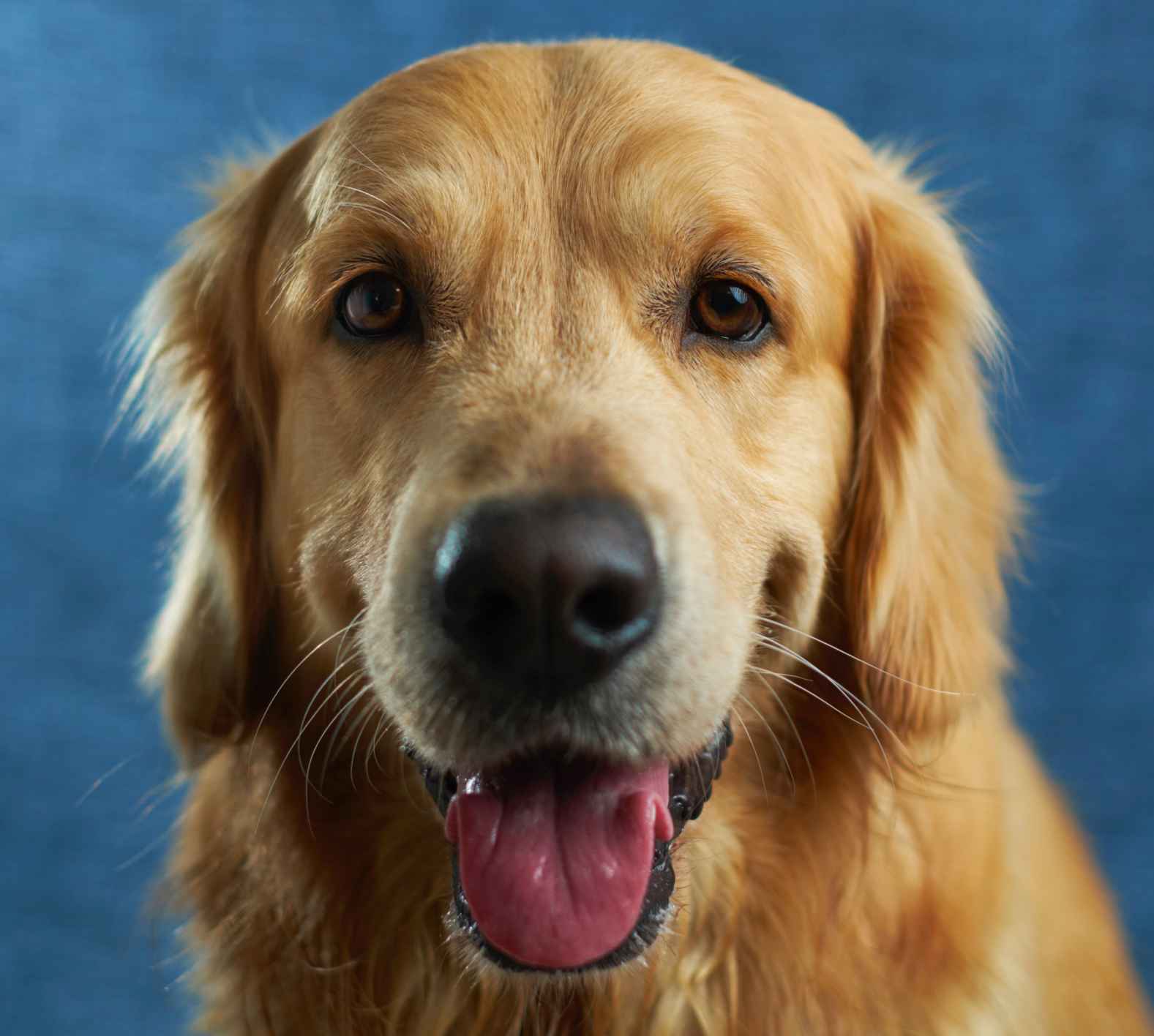 Why Do Dogs Have Whiskers? [The Surprising Truth]