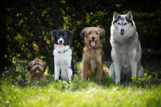 Do huskies need another dog
