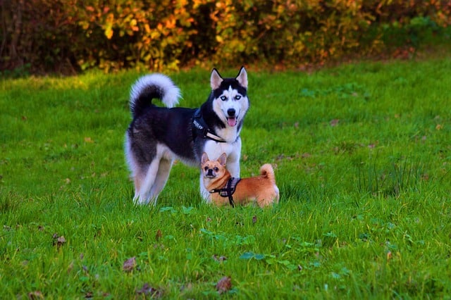Do huskies get along with small dogs