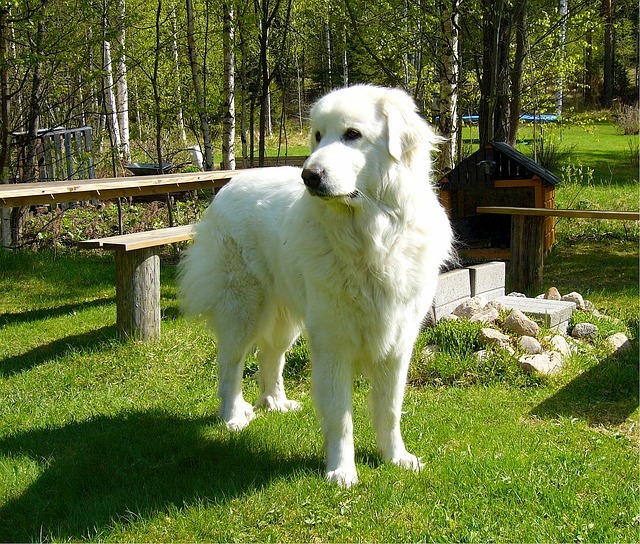 Do great Pyrenees have webbed feet?