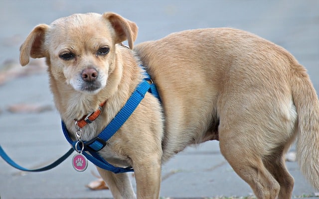 My dog stops walking