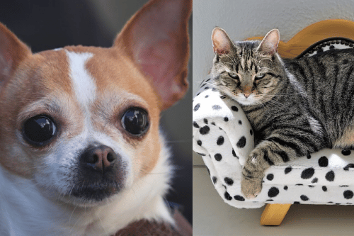 How to introduce a chihuahua to a cat