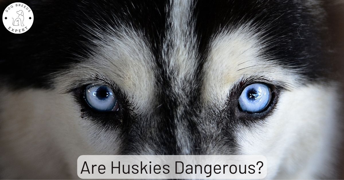 Are Huskies Dangerous? [The Honest Truth]
