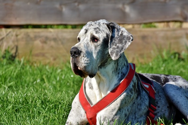 great danes have webbed feet