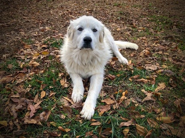 great Pyrenees be left alone