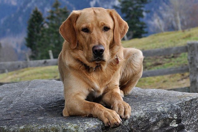 Do labs have webbed feet?