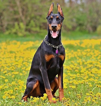 identify original Doberman puppy