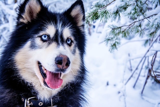 Why do huskies talk?