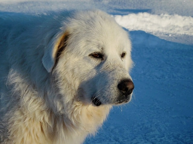 Great Pyrenees run fast