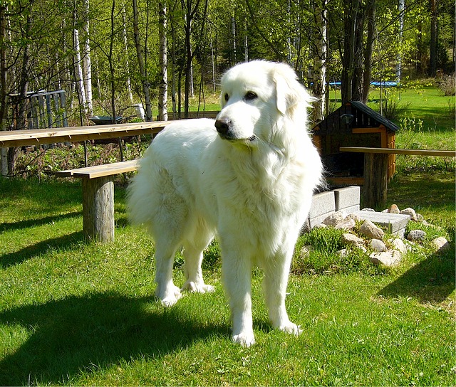 great Pyrenees live outside