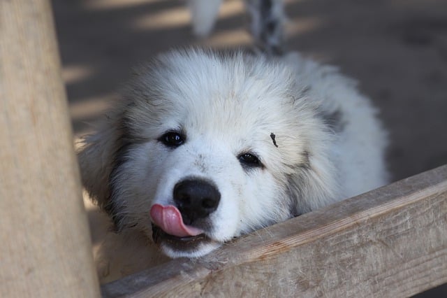 fast can great Pyrenees run