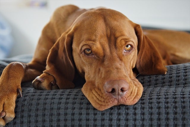 Can vizslas be left alone