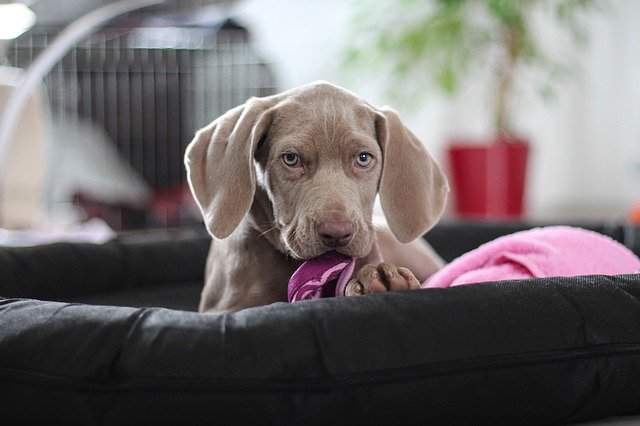 Why do Weimaraners nook?