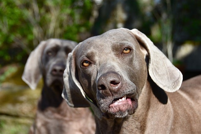 are weimaraners dumb