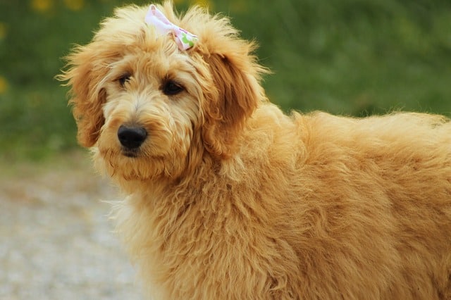 Do goldendoodles have webbed feet?