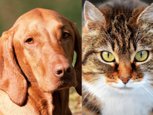 Do Vizslas Get Along With Cats? [Owner's Guide]