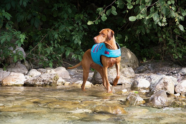 Do vizslas like to swim