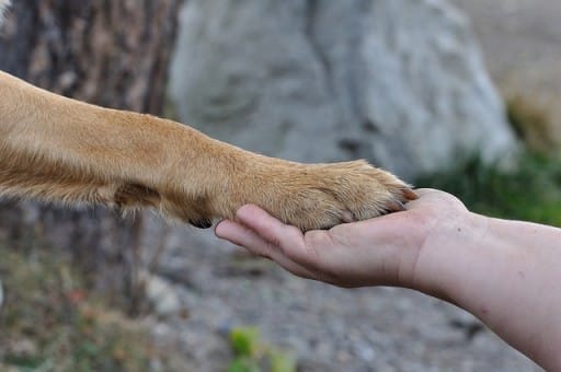 why does my dog have webbed feet