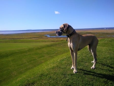 do great danes have webbed feet