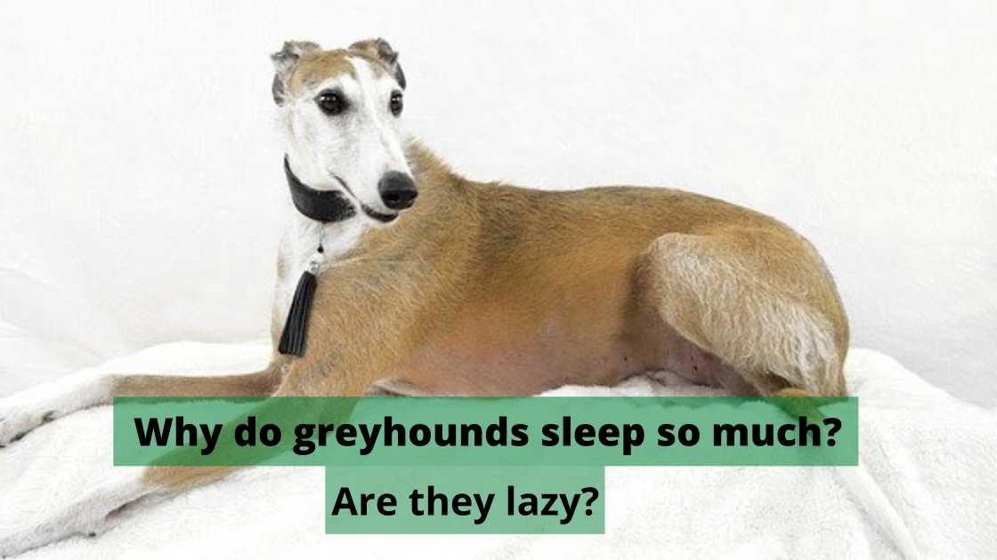Why Do Greyhounds Sleep So Much? [Are They Lazy]