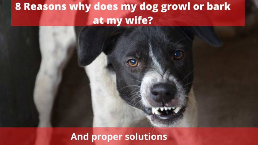 why does my dog growl or bark at my wife