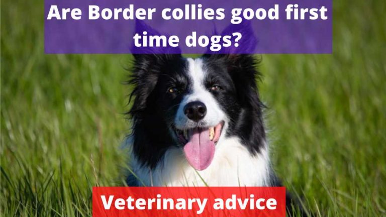 Picture Idea: Are Border Collies Good First Time Dogs Vet Advice