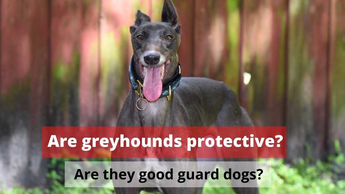 Are Greyhounds Protective? [Are They Good Guard Dogs]
