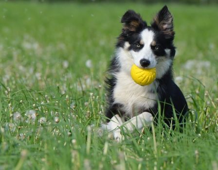 identify a purebred border collie puppy