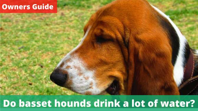 Do basset hounds drink a lot of water