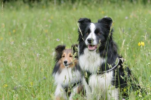 a sheltie with other dog
