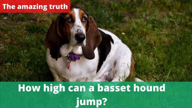 How high can a basset hound jump