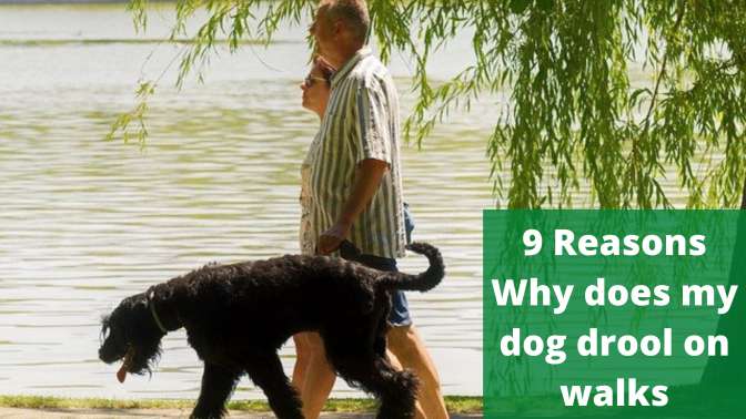 Why does my dog drool on walks?