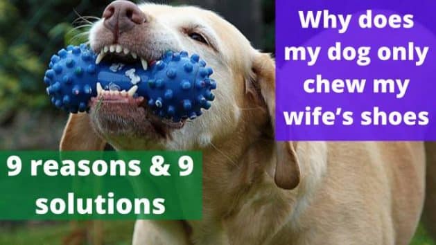 Why does my dog only chew my wife’s shoes