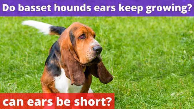 Do basset hounds ears keep growing