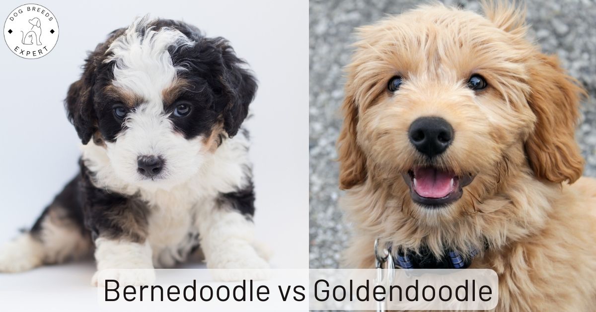 Bernedoodle vs Goldendoodle Full Breed Comparison
