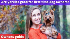 Are Yorkies Good For First Time Dog Owners? [Owner's Guide]