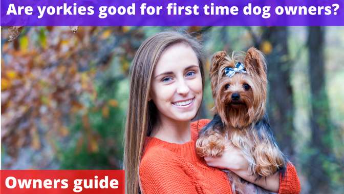 Are yorkies good for first time dog owners?