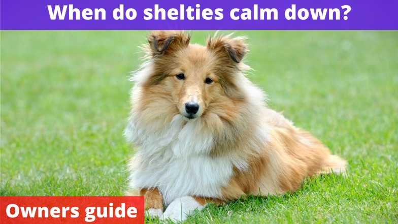 When do shelties calm down