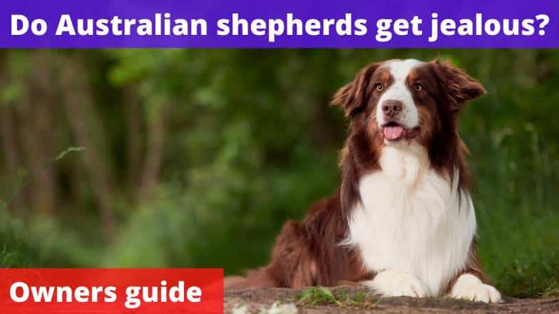 Do Australian shepherds get jealous