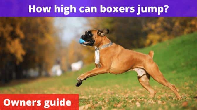 How high can boxers jump
