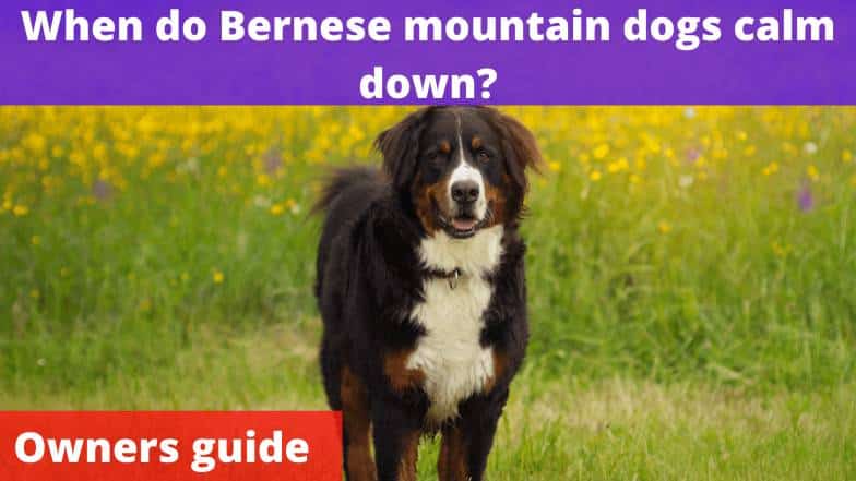 When do Bernese mountain dogs calm down