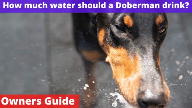 How much water should a Doberman drink