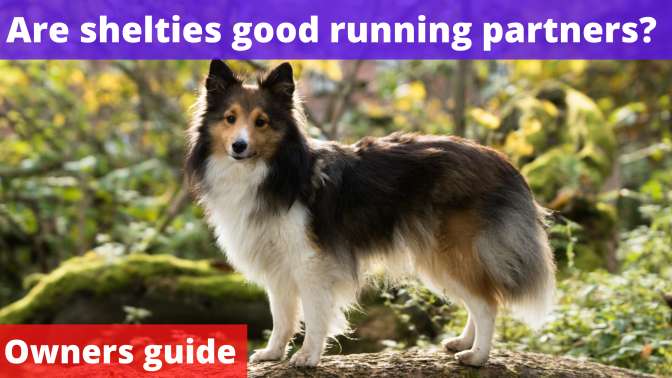 Are shelties good running partners