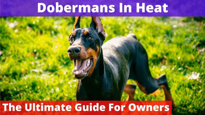Dobermans In Heat
