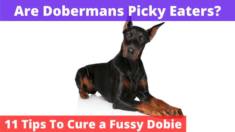 Are Dobermans Picky Eaters
