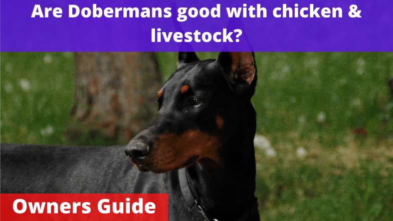 Are Dobermans good with chicken & livestock