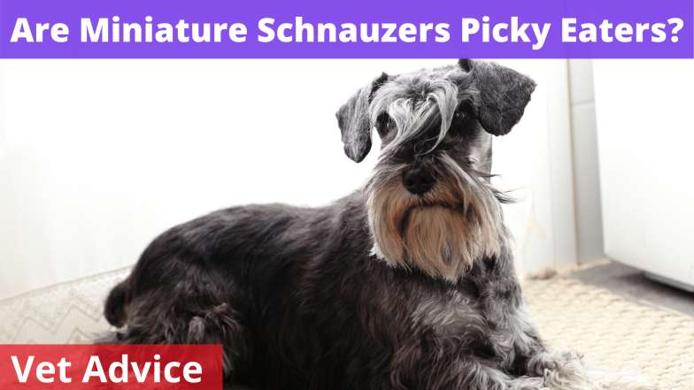 Are Miniature Schnauzers Picky Eaters?