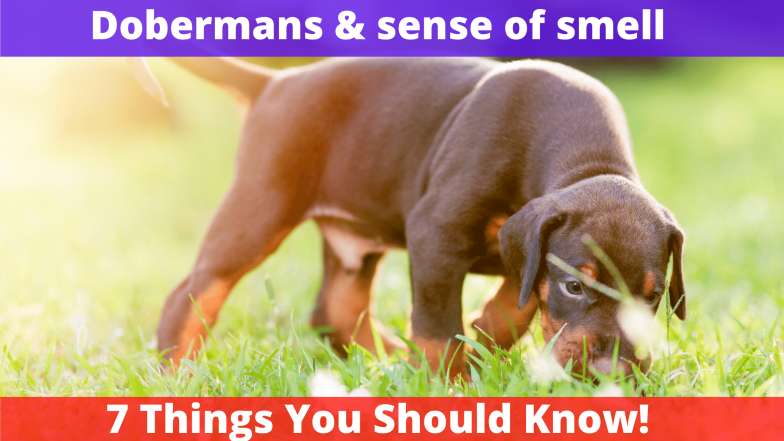 Dobermans & sense of smell