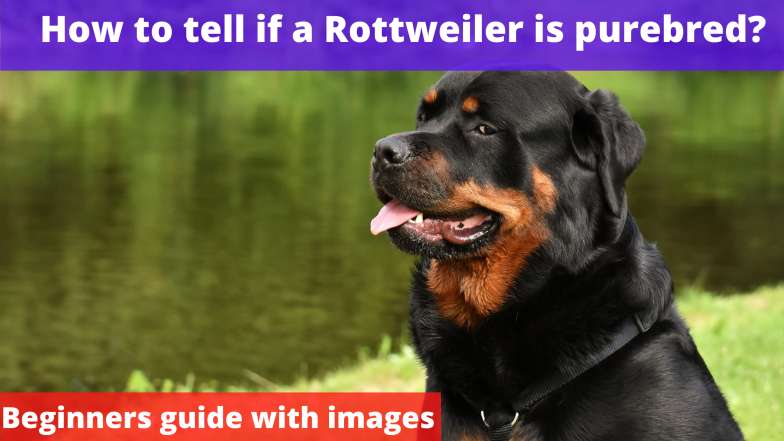 How to tell if a Rottweiler is purebred