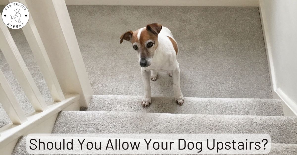 Should You Allow Your Dog Upstairs? Guide]